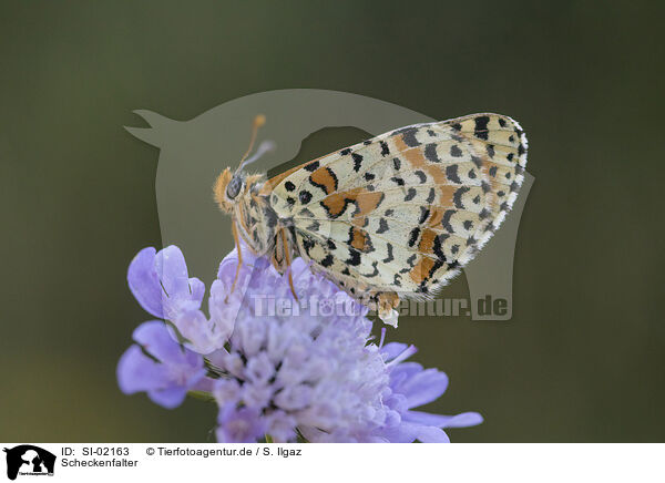 Scheckenfalter / heath fritillary / SI-02163