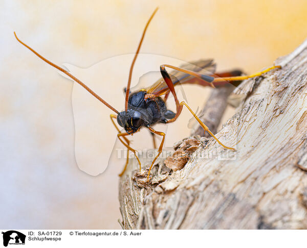 Schlupfwespe / ichneumon / SA-01729