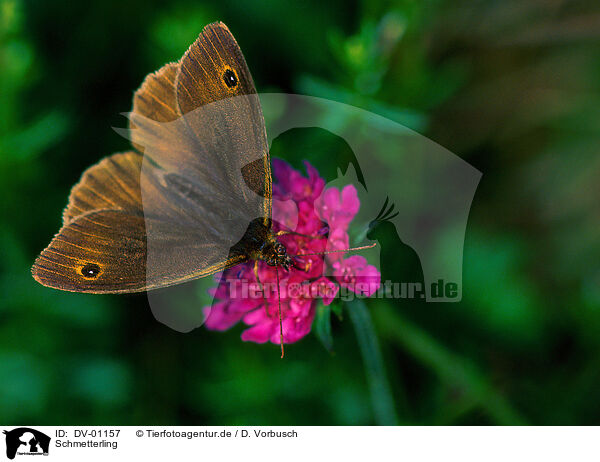 Schmetterling / DV-01157