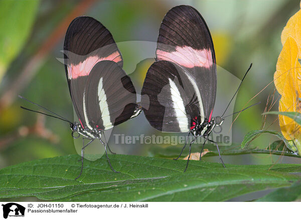 Passionsblumenfalter / Dryas julia / JOH-01150