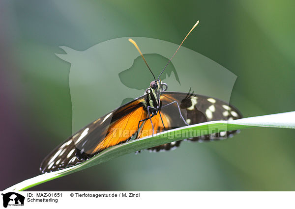 Schmetterling / MAZ-01651