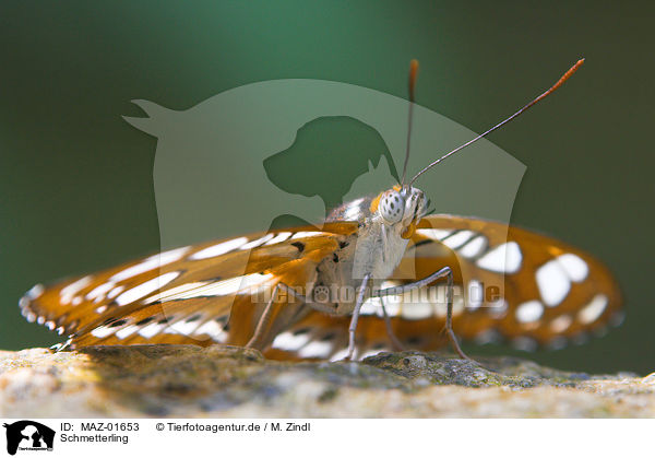Schmetterling / MAZ-01653