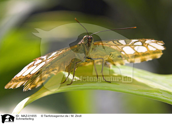 Schmetterling / butterfly / MAZ-01655
