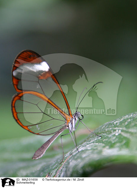Schmetterling / butterfly / MAZ-01658