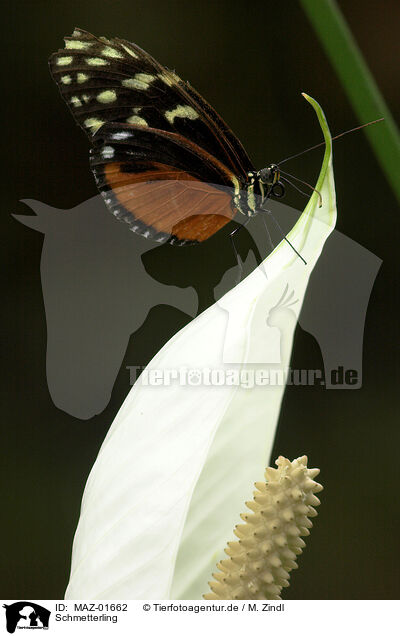 Schmetterling / butterfly / MAZ-01662