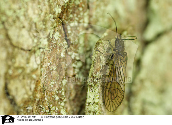 Insekt an Baumrinde / insect at bark of a tree / AVD-01791