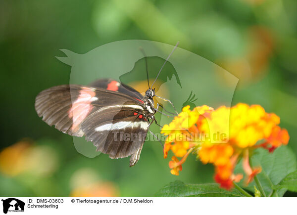 Schmetterling / butterfly / DMS-03603