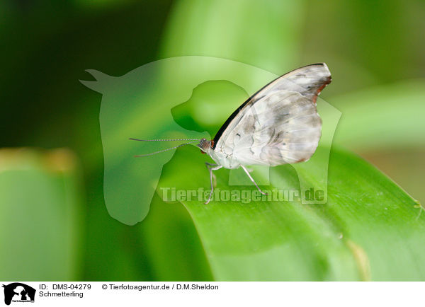 Schmetterling / butterfly / DMS-04279