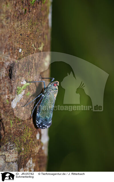 Schmetterling / butterfly / JR-05782