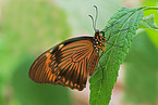 Schmetterling