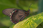 Schmetterling