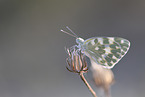 Schmetterling