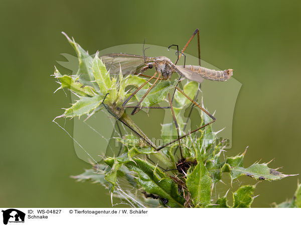 Schnake / cranefly / WS-04827