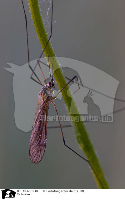 Schnake / cranefly / SO-03218