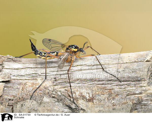 Schnake / cranefly / SA-01730
