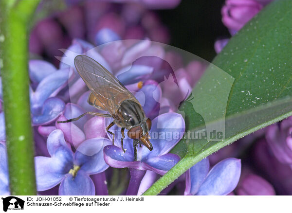 Schnauzen-Schwebfliege auf Flieder / hoverfly / JOH-01052