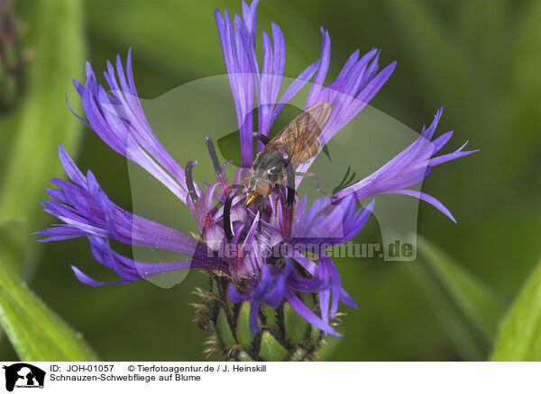 Schnauzen-Schwebfliege auf Blume / JOH-01057