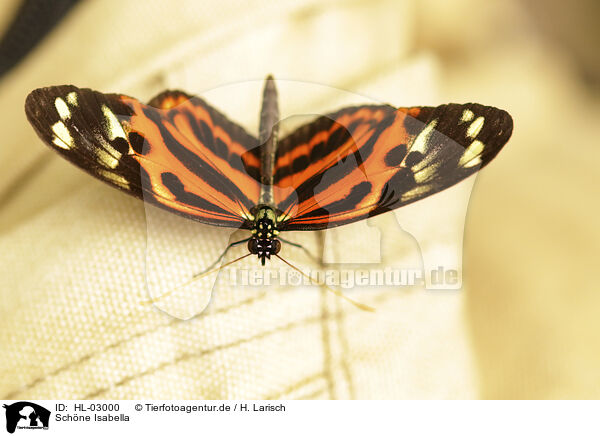 Schne Isabella / Isabella's Longwing / HL-03000