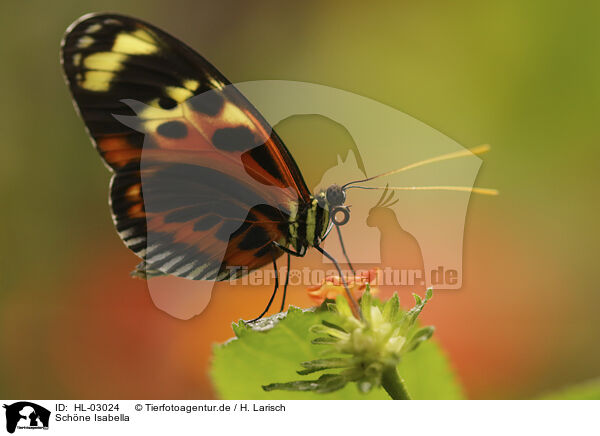 Schne Isabella / Isabella's Longwing / HL-03024