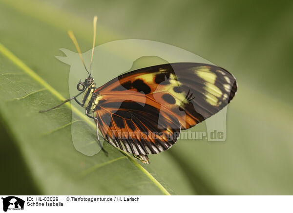 Schne Isabella / Isabella's Longwing / HL-03029