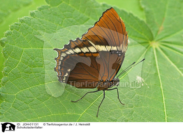 Schokoladenfalter / butterfly / JOH-01131