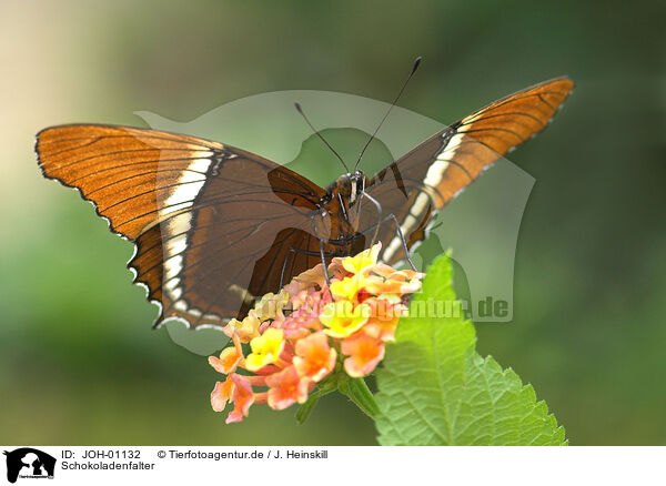 Schokoladenfalter / butterfly / JOH-01132