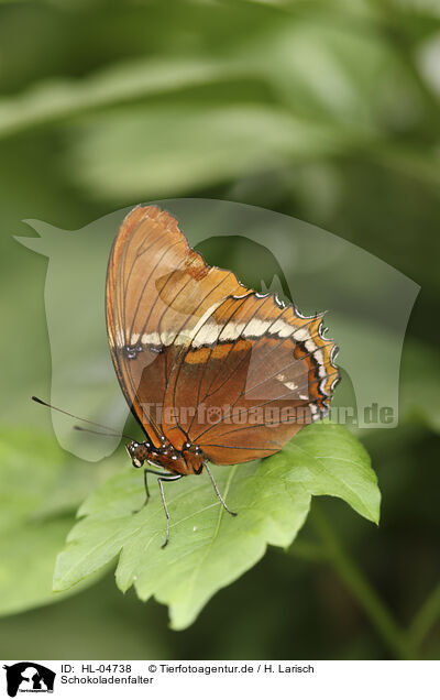 Schokoladenfalter / Brown Siproeta / HL-04738