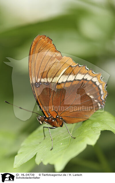 Schokoladenfalter / Brown Siproeta / HL-04739