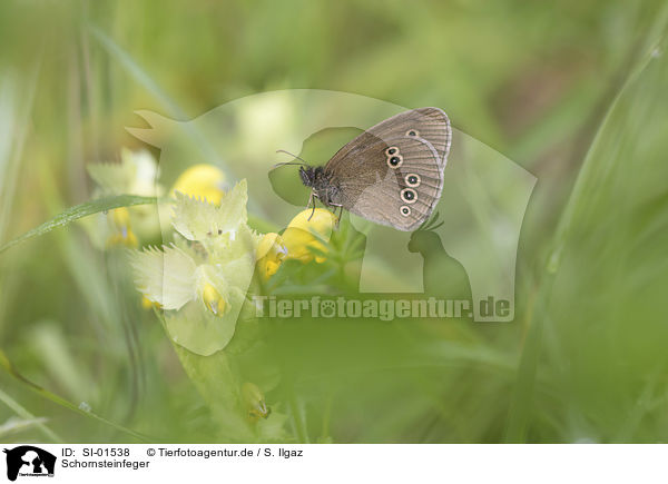 Schornsteinfeger / Ringlet Butterfly / SI-01538