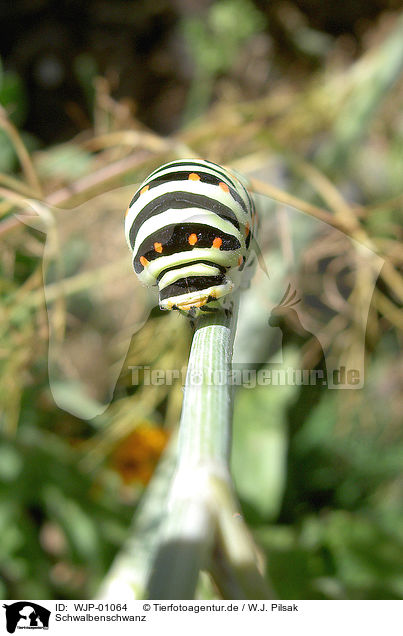 Schwalbenschwanz / swallowtail / WJP-01064