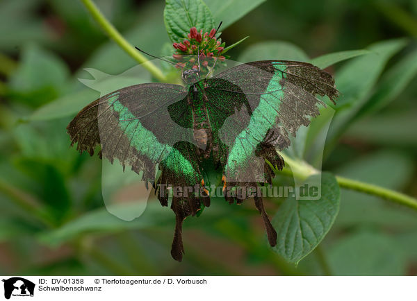 Schwalbenschwanz / swallowtail / DV-01358