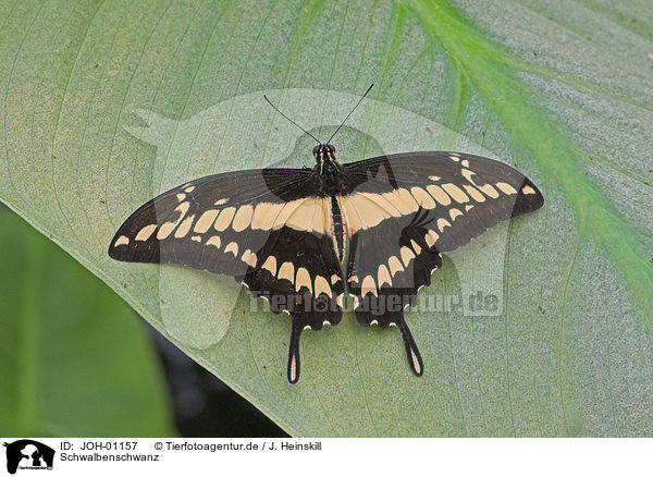 Schwalbenschwanz / swallowtail / JOH-01157
