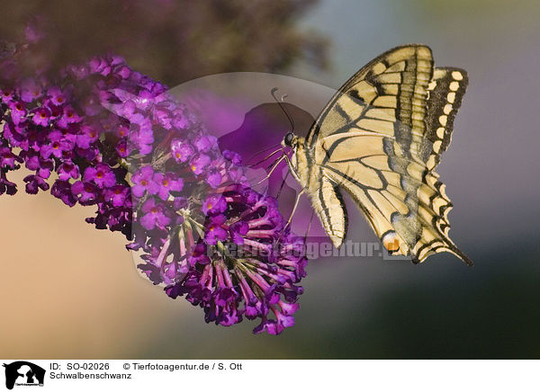 Schwalbenschwanz / swallowtail butterfly / SO-02026