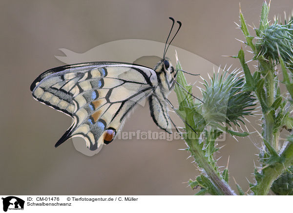 Schwalbenschwanz / swallow-tail / CM-01476