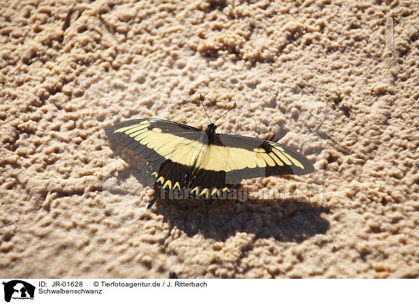 Schwalbenschwanz / swallow-tail butterfly / JR-01628