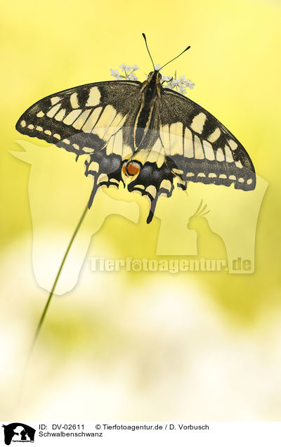 Schwalbenschwanz / swallow-tail butterfly / DV-02611