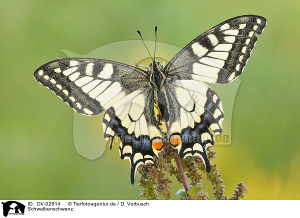 Schwalbenschwanz / swallow-tail butterfly / DV-02614