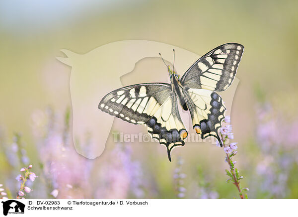 Schwalbenschwanz / swallowtail butterfly / DV-02983