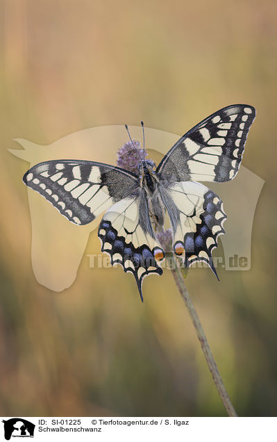 Schwalbenschwanz / Swallowtail / SI-01225