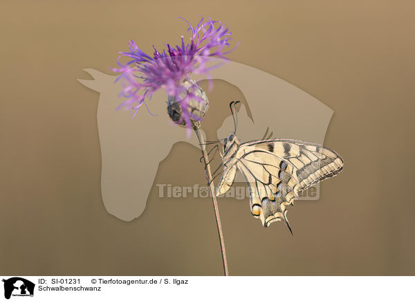 Schwalbenschwanz / Swallowtail / SI-01231