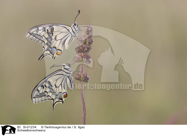 Schwalbenschwanz / Swallowtail / SI-01234