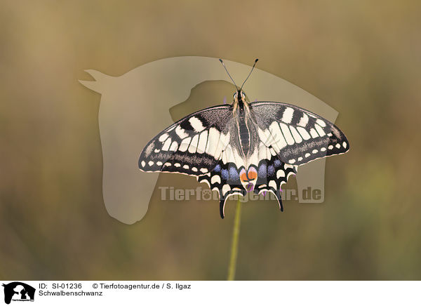 Schwalbenschwanz / Swallowtail / SI-01236