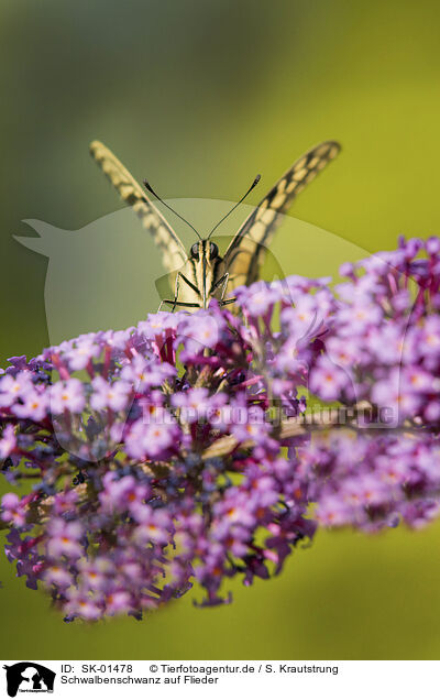Schwalbenschwanz auf Flieder / Swallowtail on lilac / SK-01478