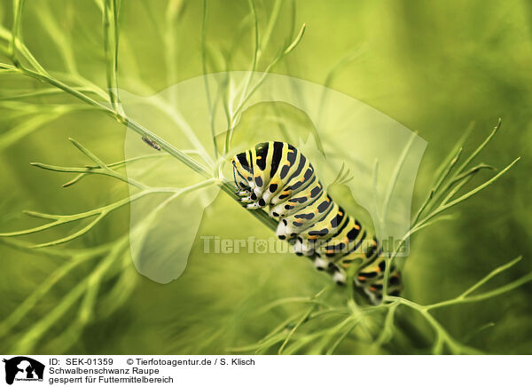 Schwalbenschwanz Raupe / Swallowtail caterpillar / SEK-01359