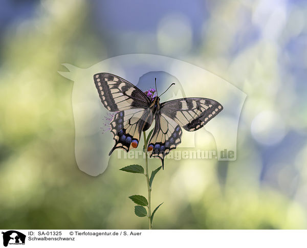 Schwalbenschwanz / Swallowtail / SA-01325