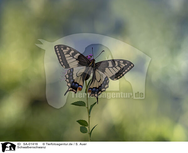 Schwalbenschwanz / swallow-tail / SA-01416