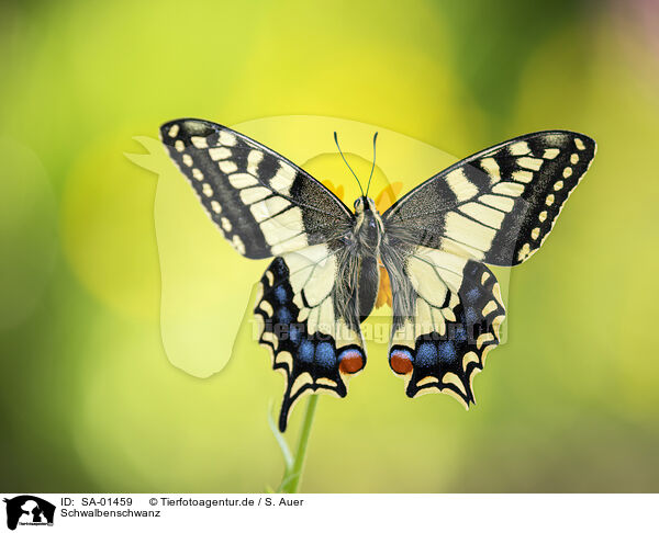 Schwalbenschwanz / swallow-tail / SA-01459