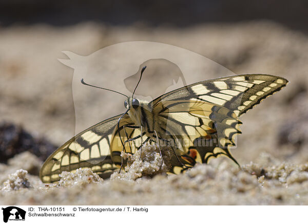 Schwalbenschwanz / swallow-tail butterfly / THA-10151