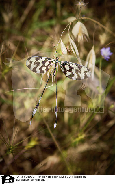 Schwalbenschwanzhaft / Sinuated Spoonwing / JR-05999