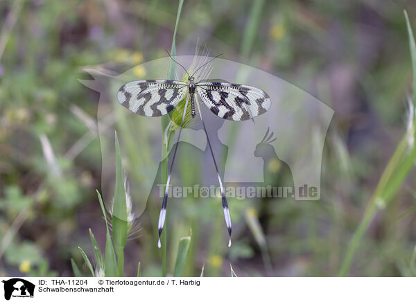 Schwalbenschwanzhaft / Sinuated Spoonwing / THA-11204